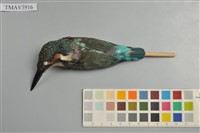 藏品(翠鳥)的圖片